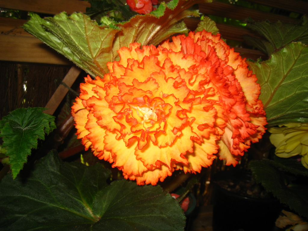 B. ‘Millenium Golden Fire’